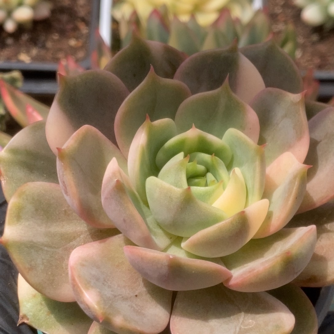 700贝加尔湖锦锦锦锦锦锦