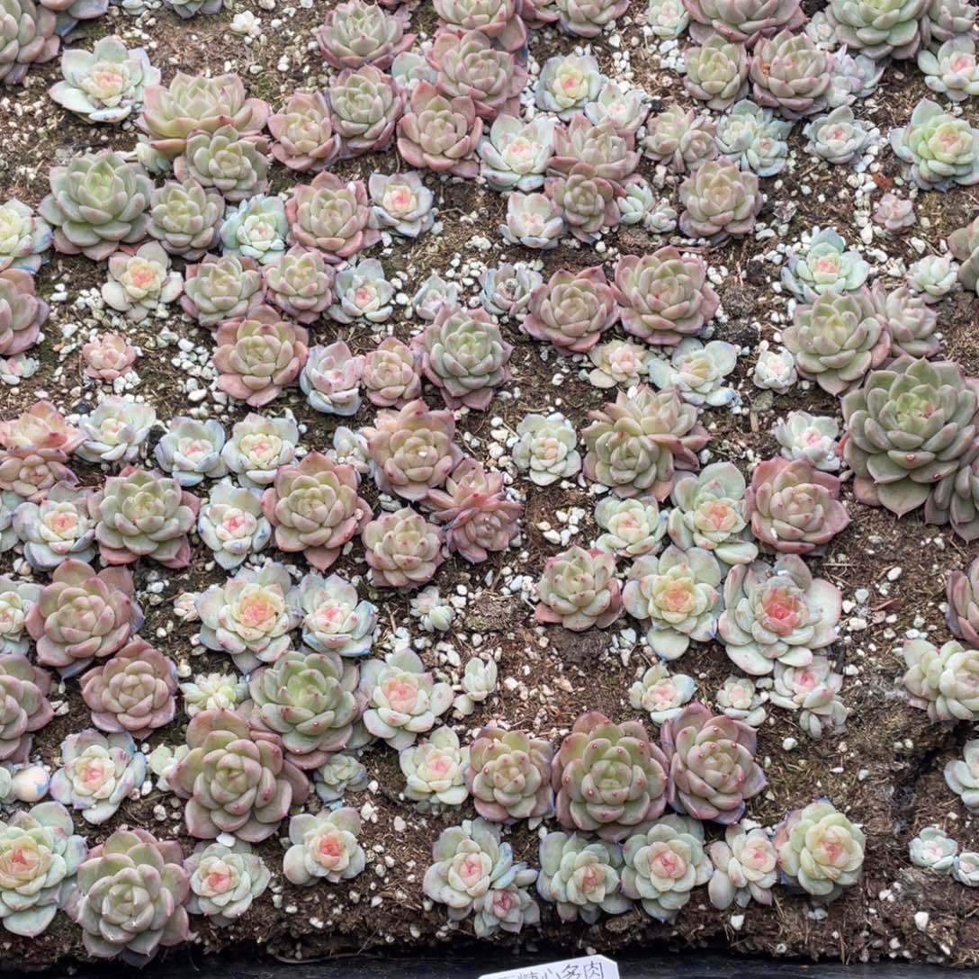 云糖心多肉植物32