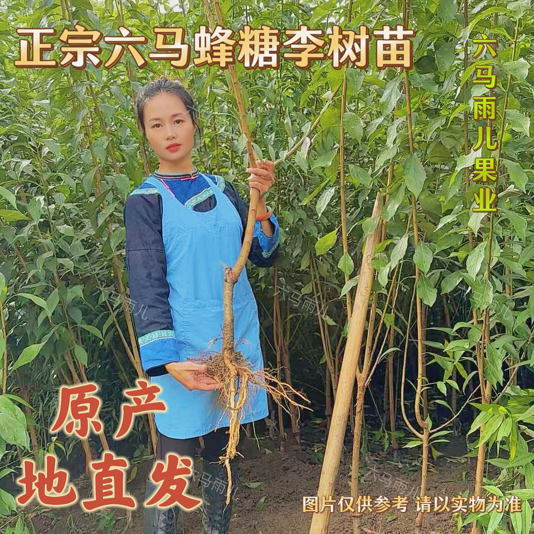 贵州正宗六马蜂糖李子树苗盆栽地栽原产地直发