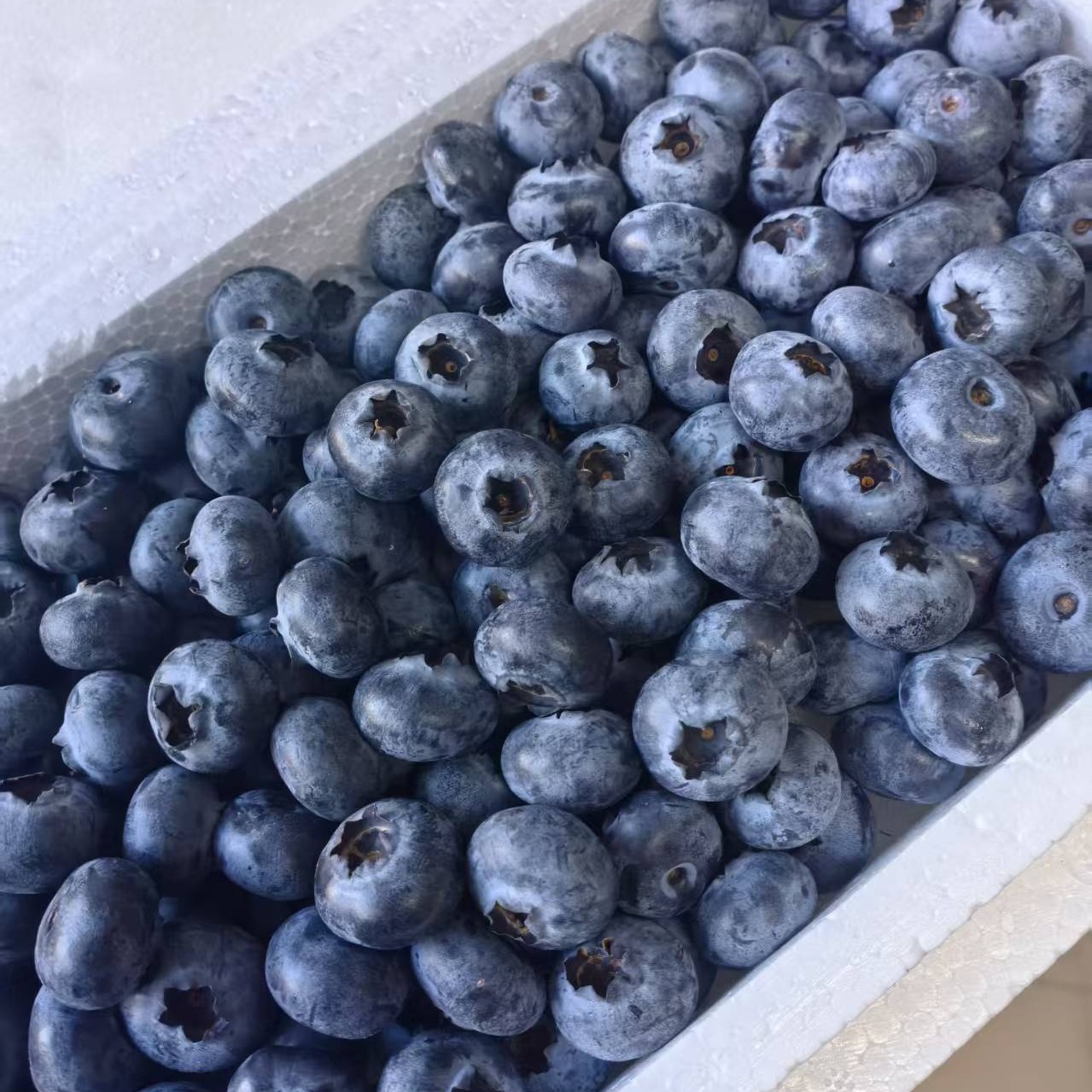 泡沫箱云南花香蓝莓云南省