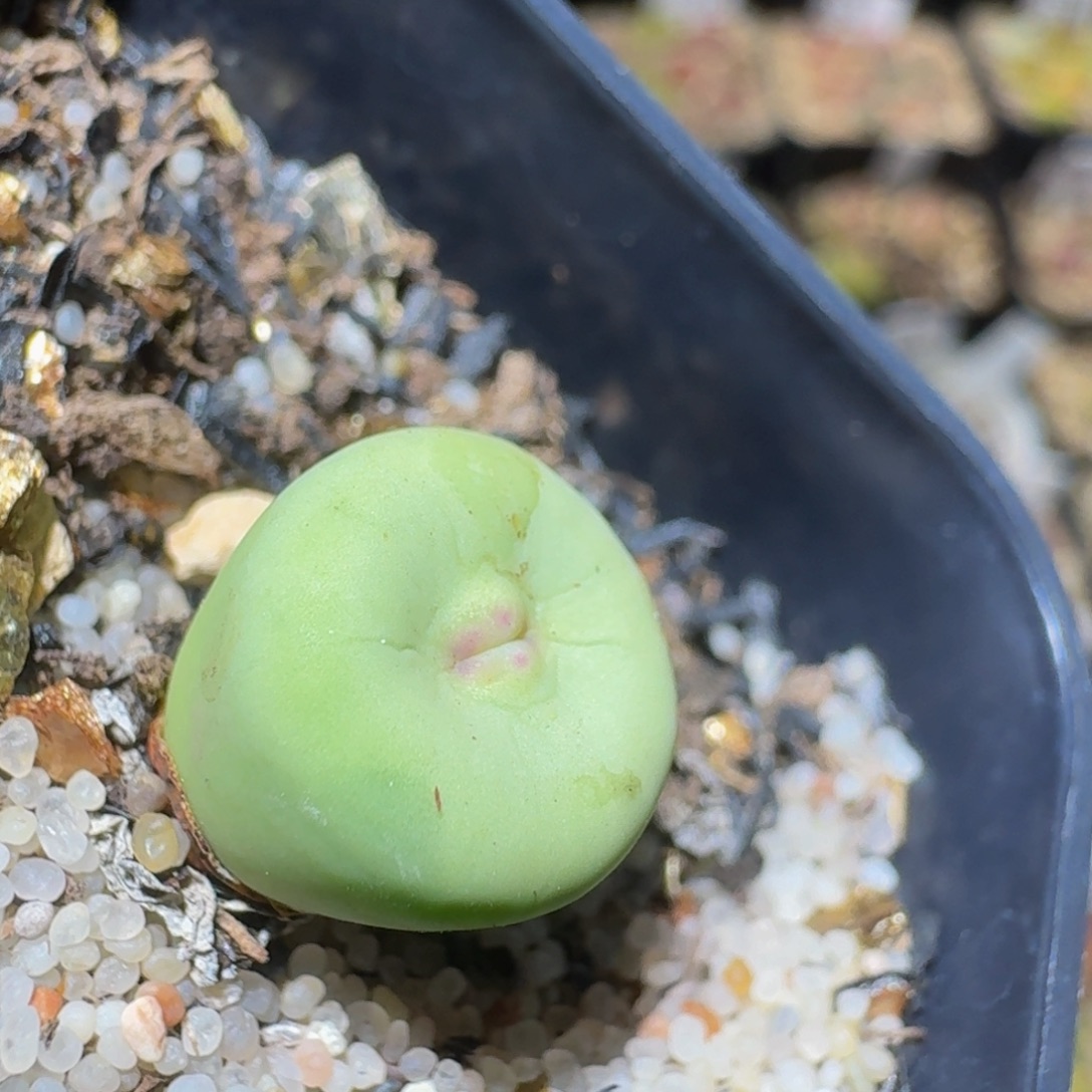 Ssss精品生石花1391嘟嘟嘴