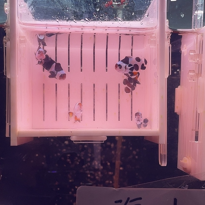 海水鱼瑕疵练手组合六条