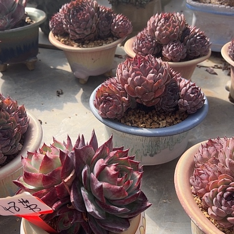 *****48惊鸿带盆一多肉