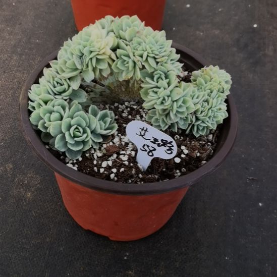 o***o丝绸面纱缀化白覆轮锦