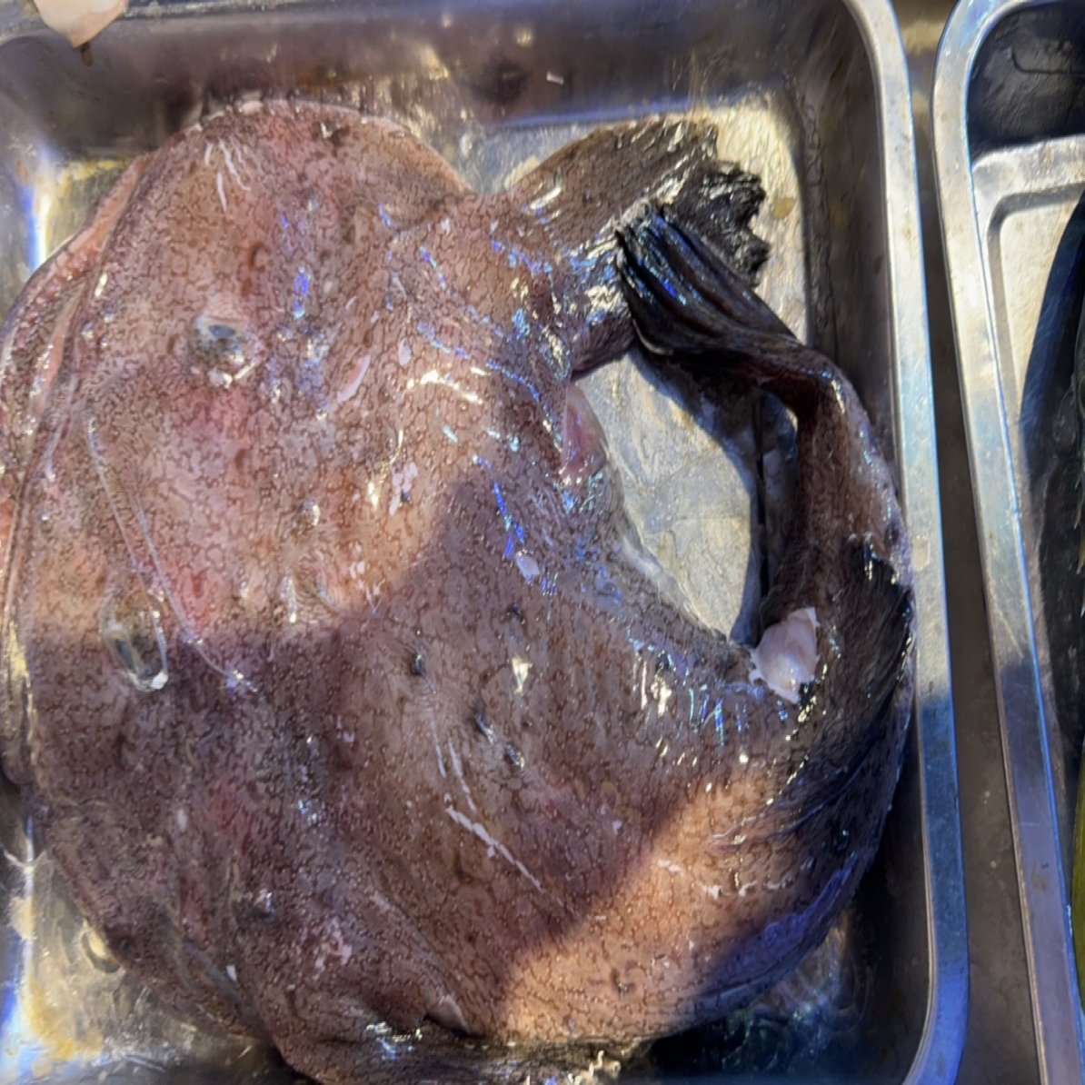 睡觉安康鱼一条39.9！