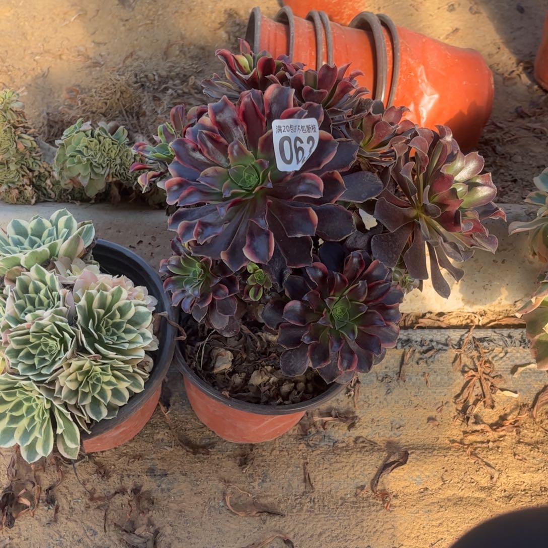 瑕疵欧嘉莉雨花石063不包断枝