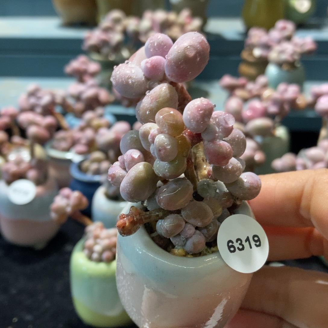 6319糖果腰子蛋带盆土