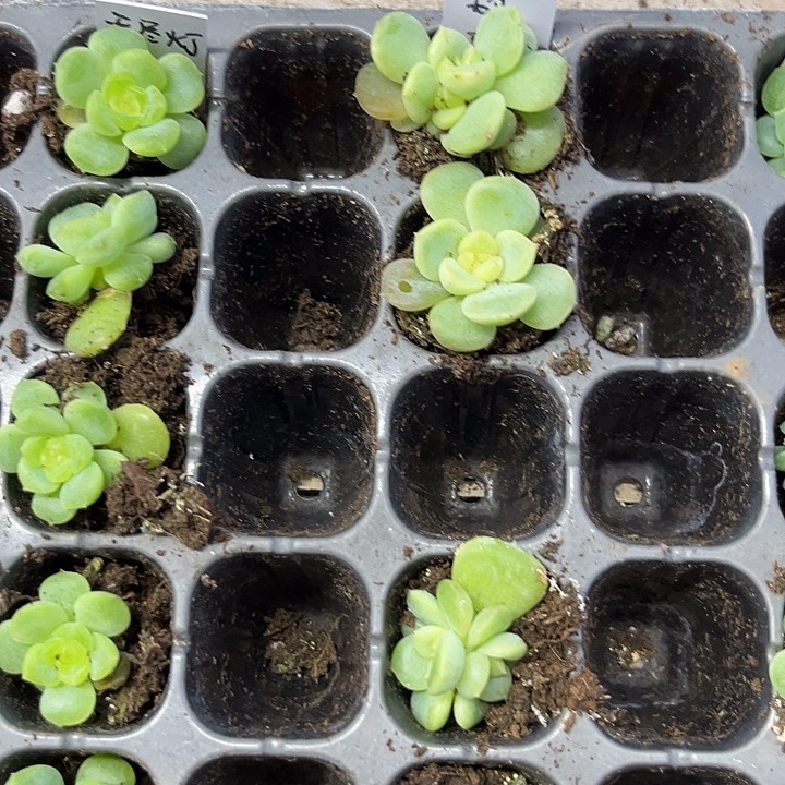 荔枝  穴盘苗 满20包邮