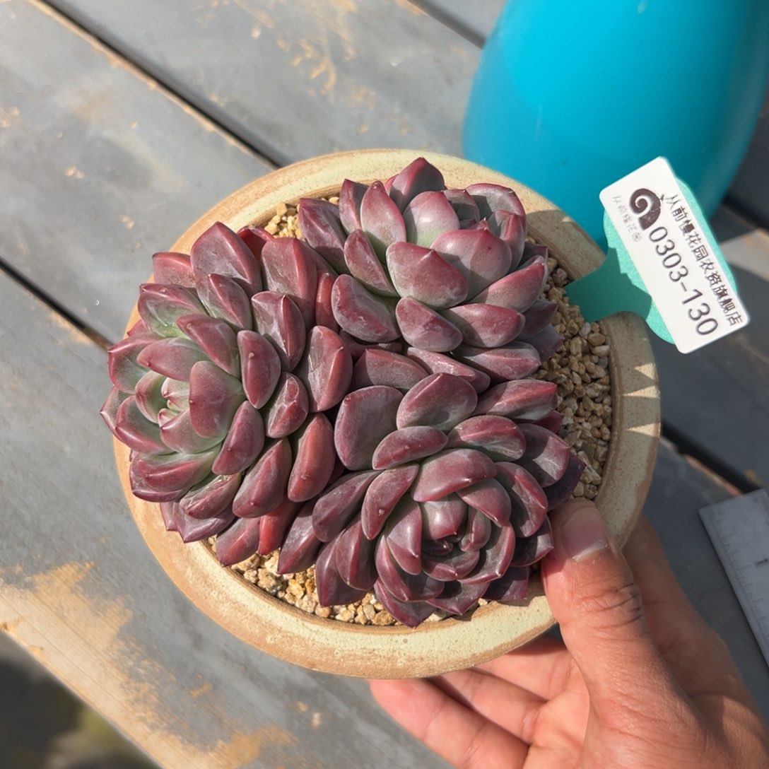 多肉一物一拍0303-130