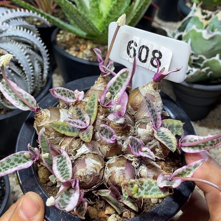 开播福利油点白合锦……