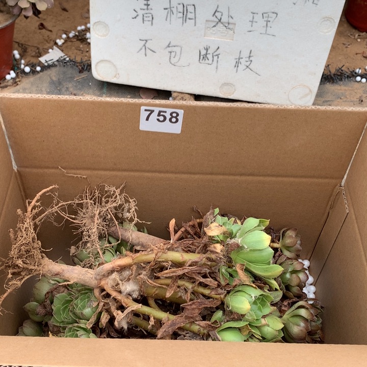 758三颗法师多肉