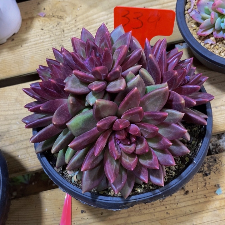 初***樱我要的东西很多但是