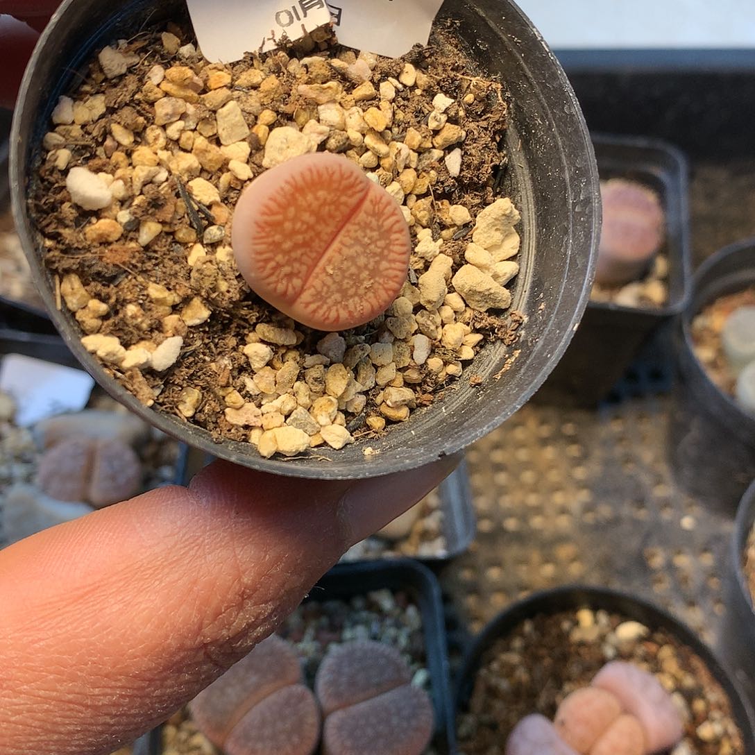 B350多肉植物保护研究所