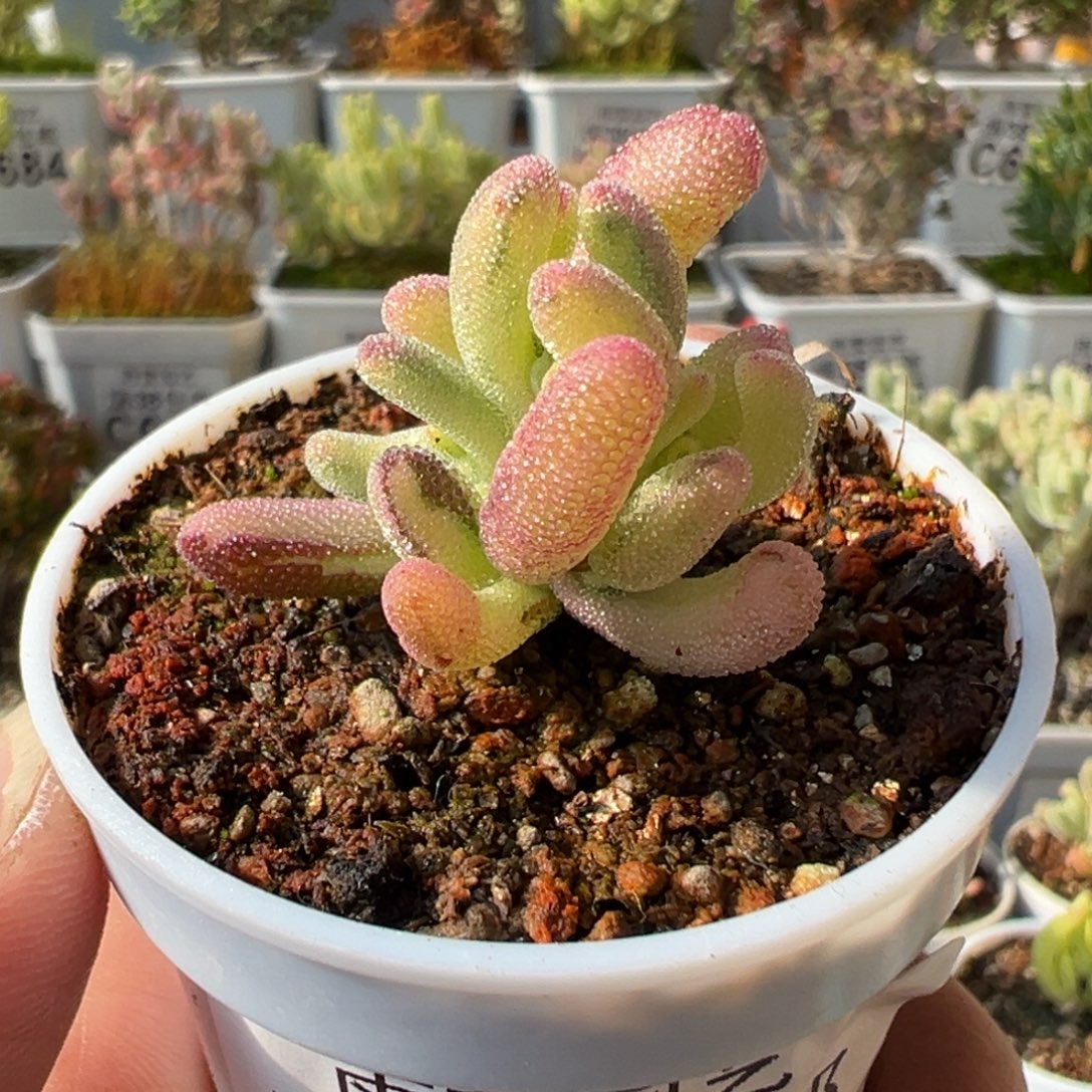 2-836紫闪光拉丝锦枝干番杏