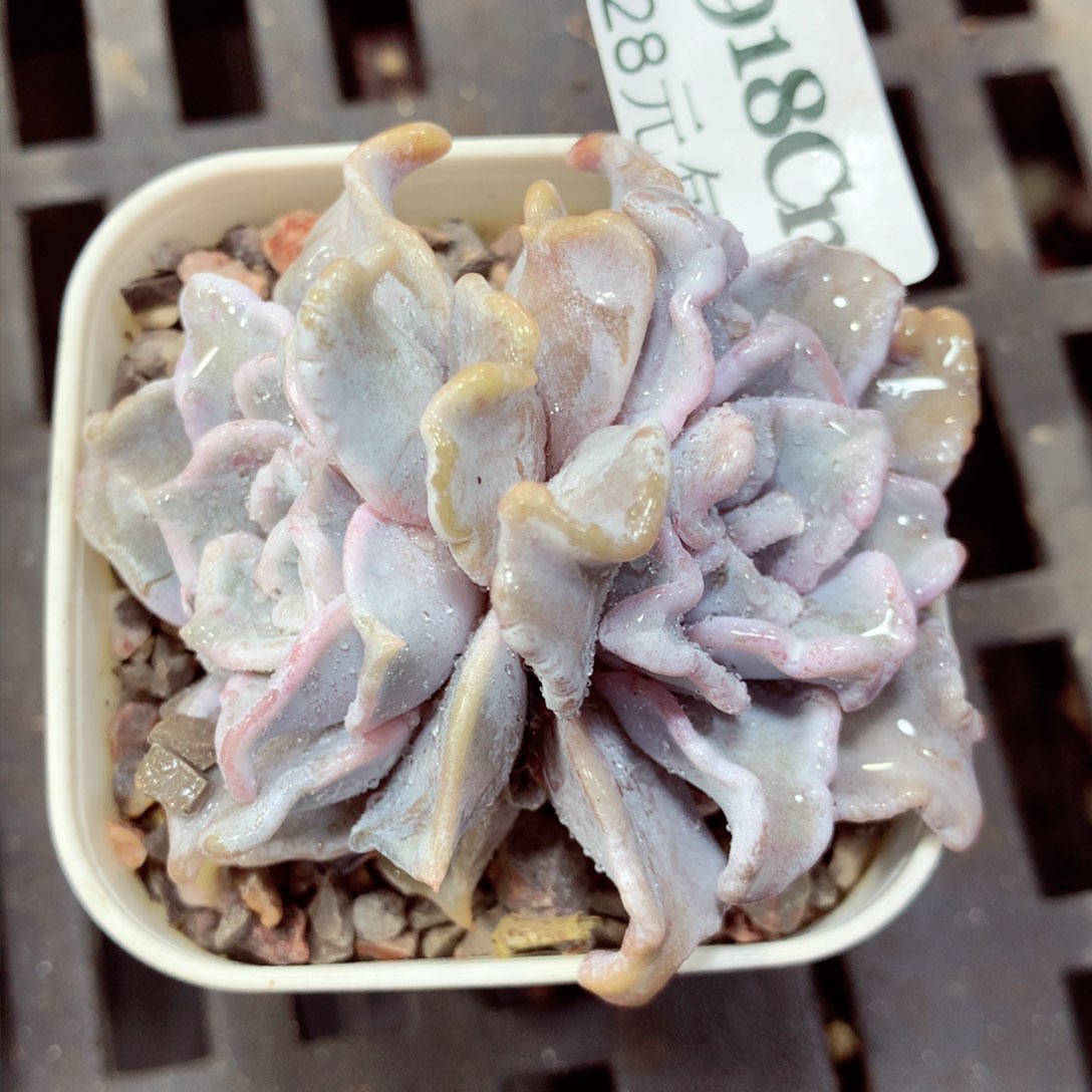 5厘米盆精控多肉918