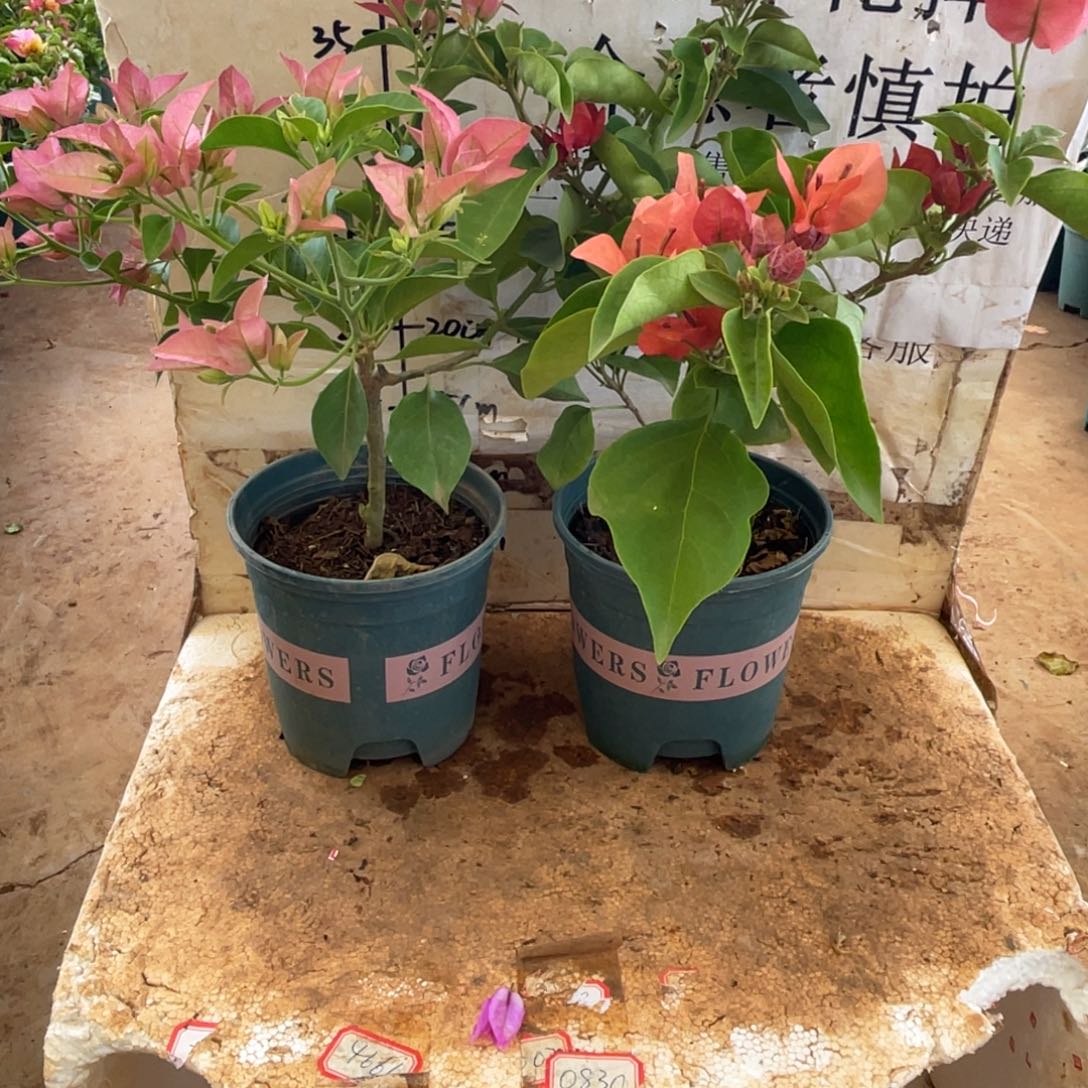 当前无花朵，栽培后可花朵10h2