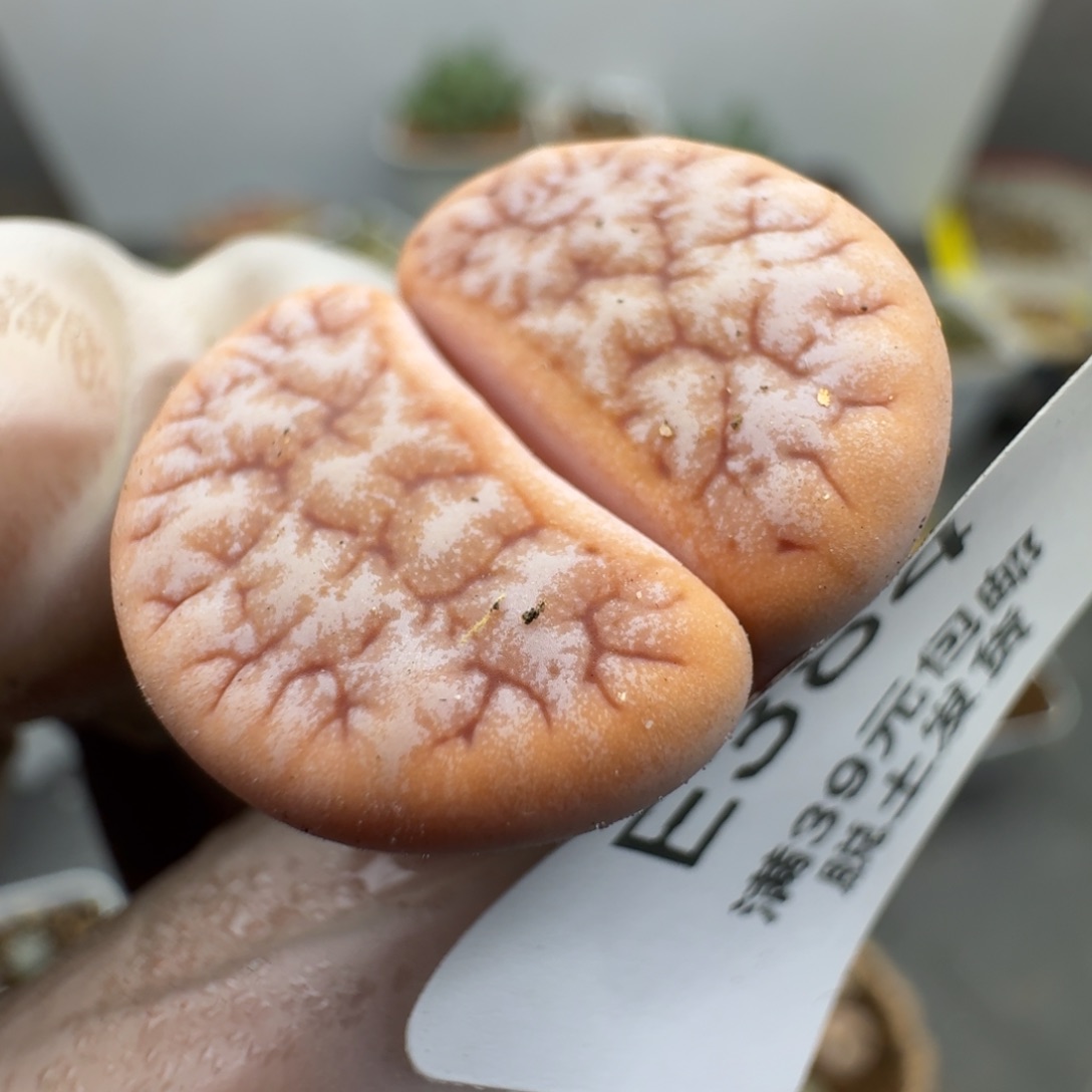 384多肉肉肉肉肉哈哈哈哈哈哈