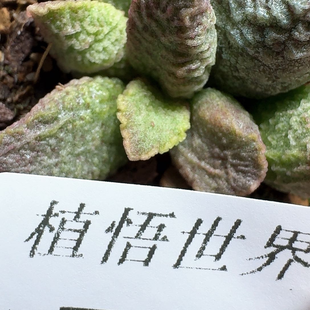 671盒多肉植物哇f v