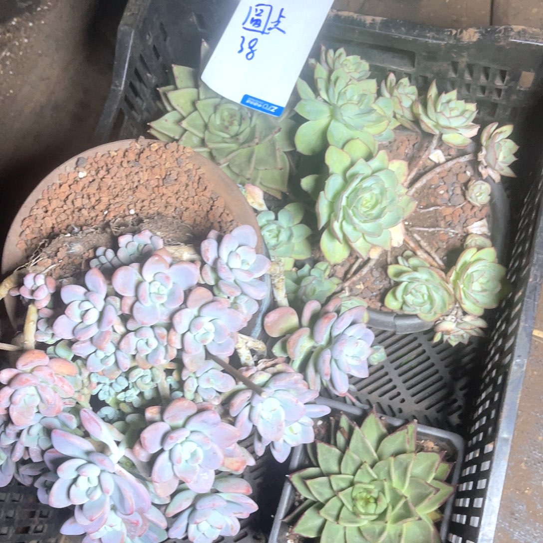 圆***点福利款肉肉不售后