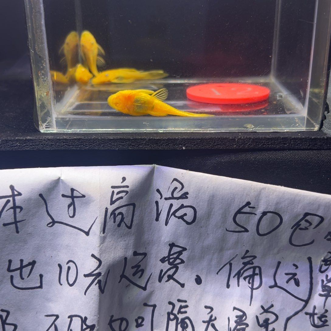 孔雀鱼胡子胡子胡子12