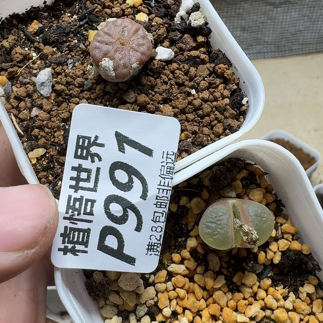 的植物的人生fhhjkkk