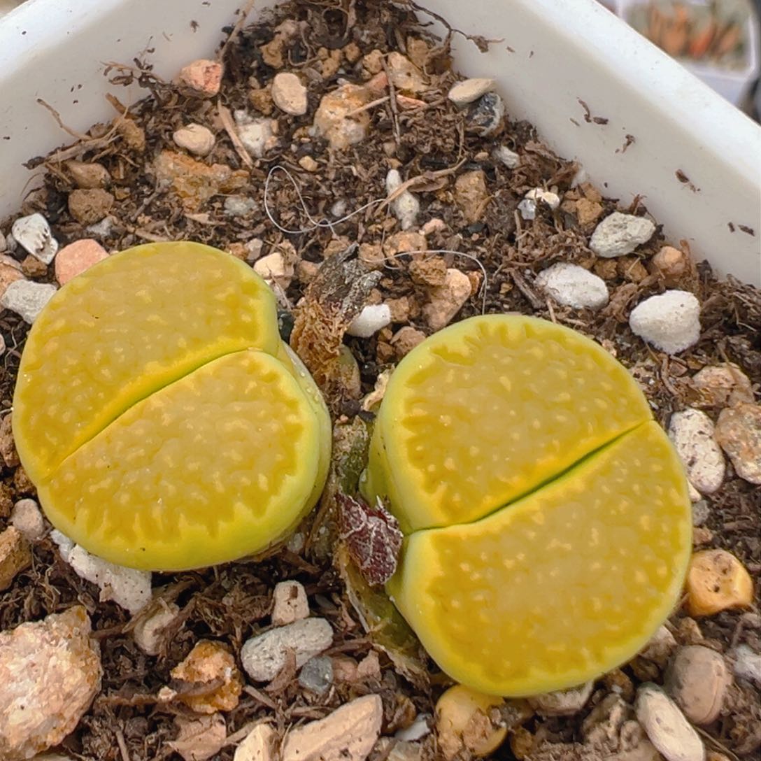 112多肉植物百科黄巴黎