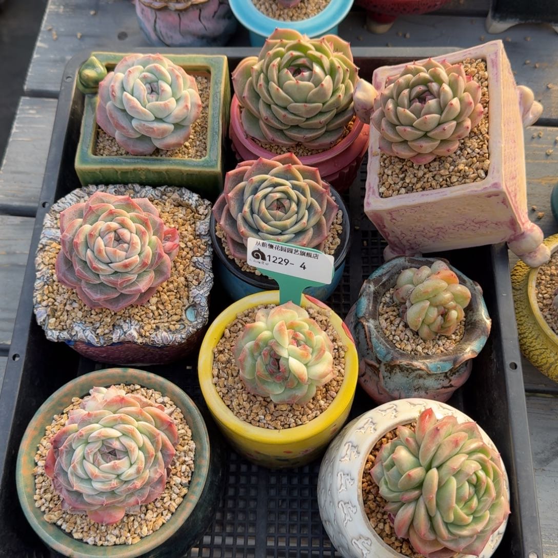 从前慢多肉精选编号1229.4