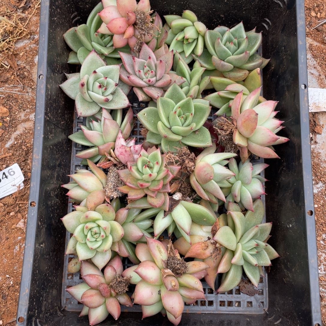 无花朵若如东云组拍E138