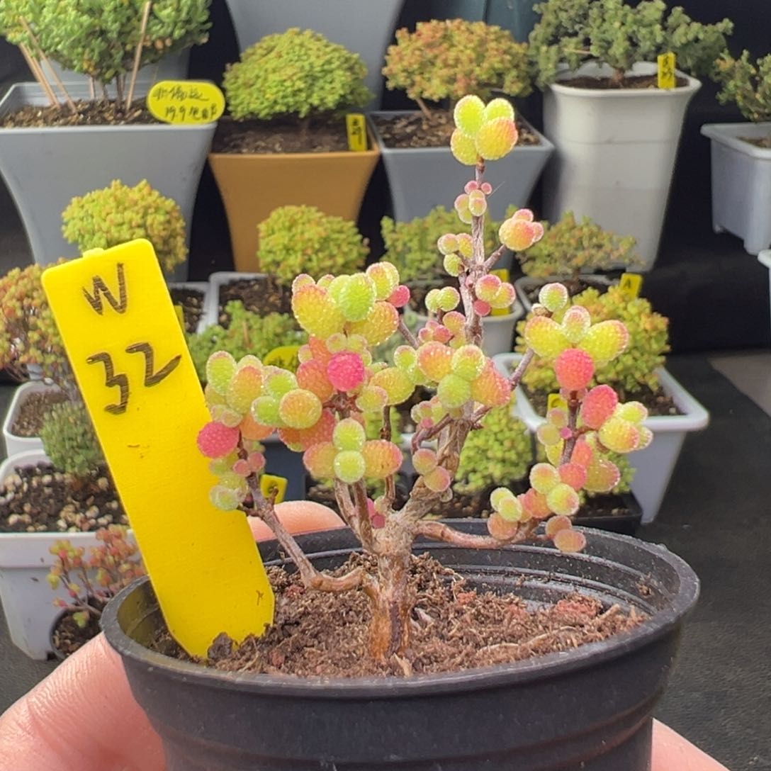 金桔带盆带土发货