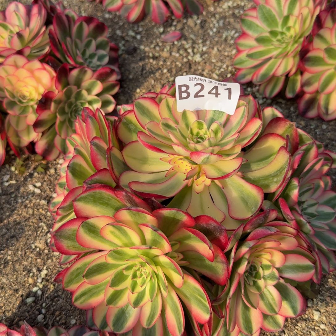 241荔枝。多肉植物