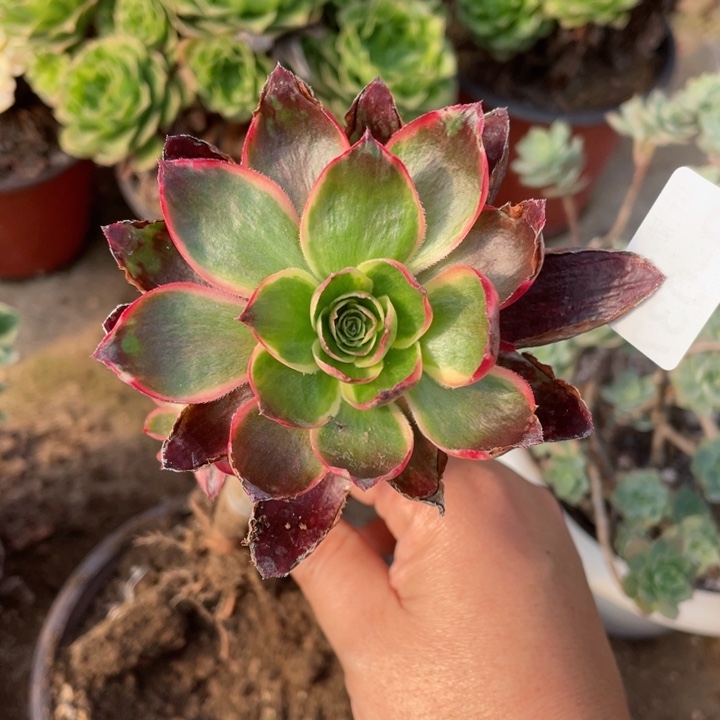 37红膜女多肉1234567812345789