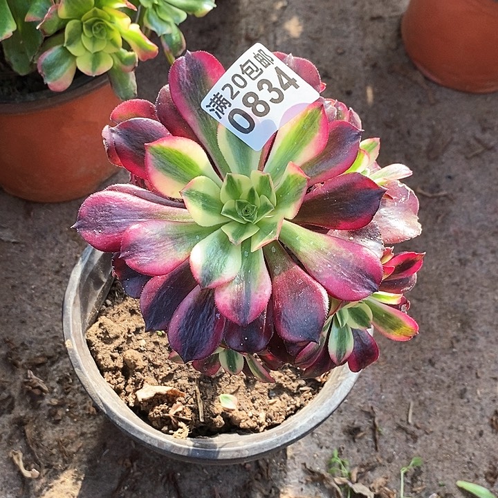 0834 一颗美杜莎法师