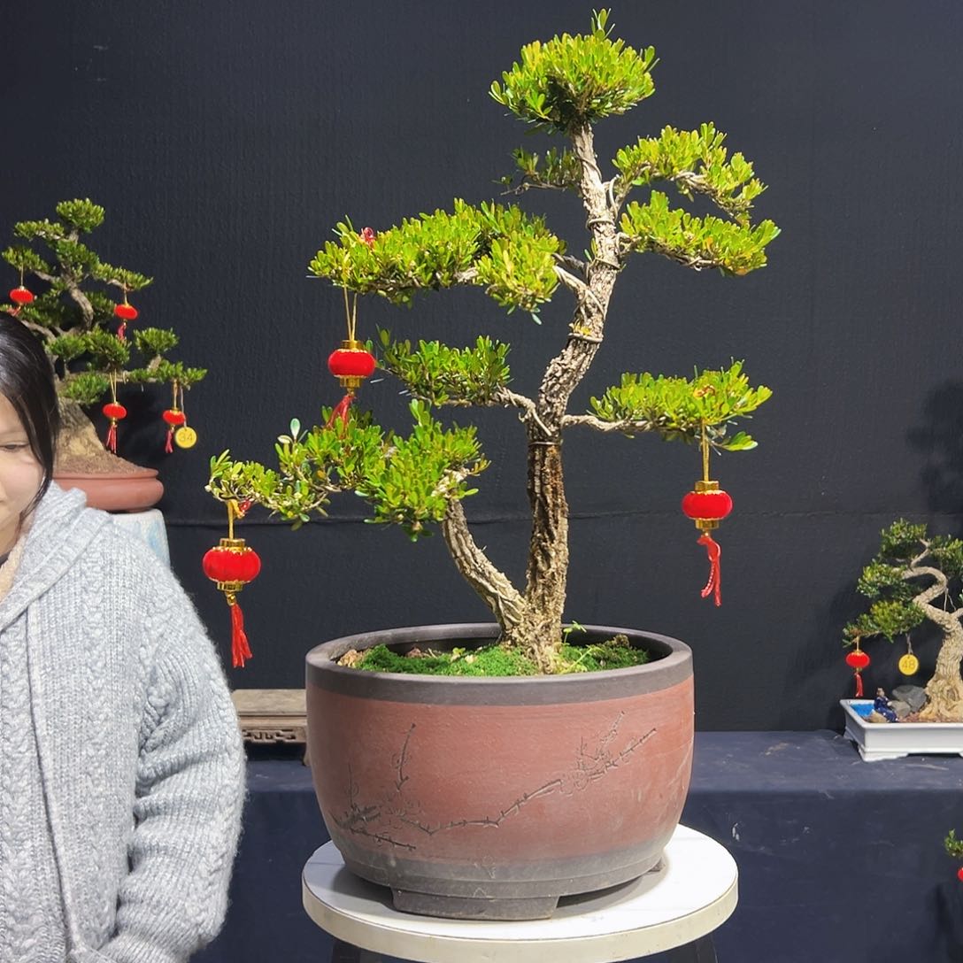 绿植广东皱皮黄杨木