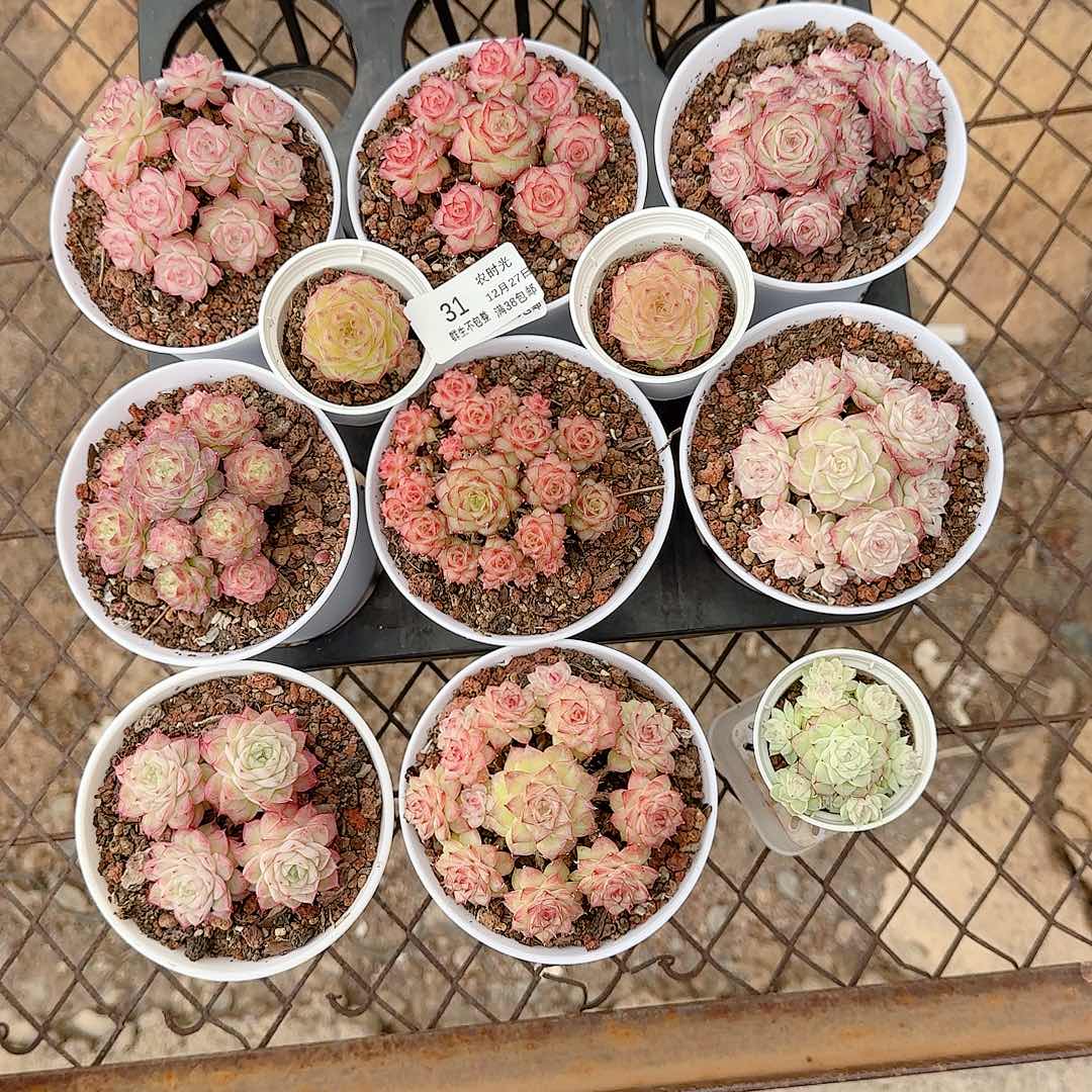 1227-31（打包11颗）五花姐专拍