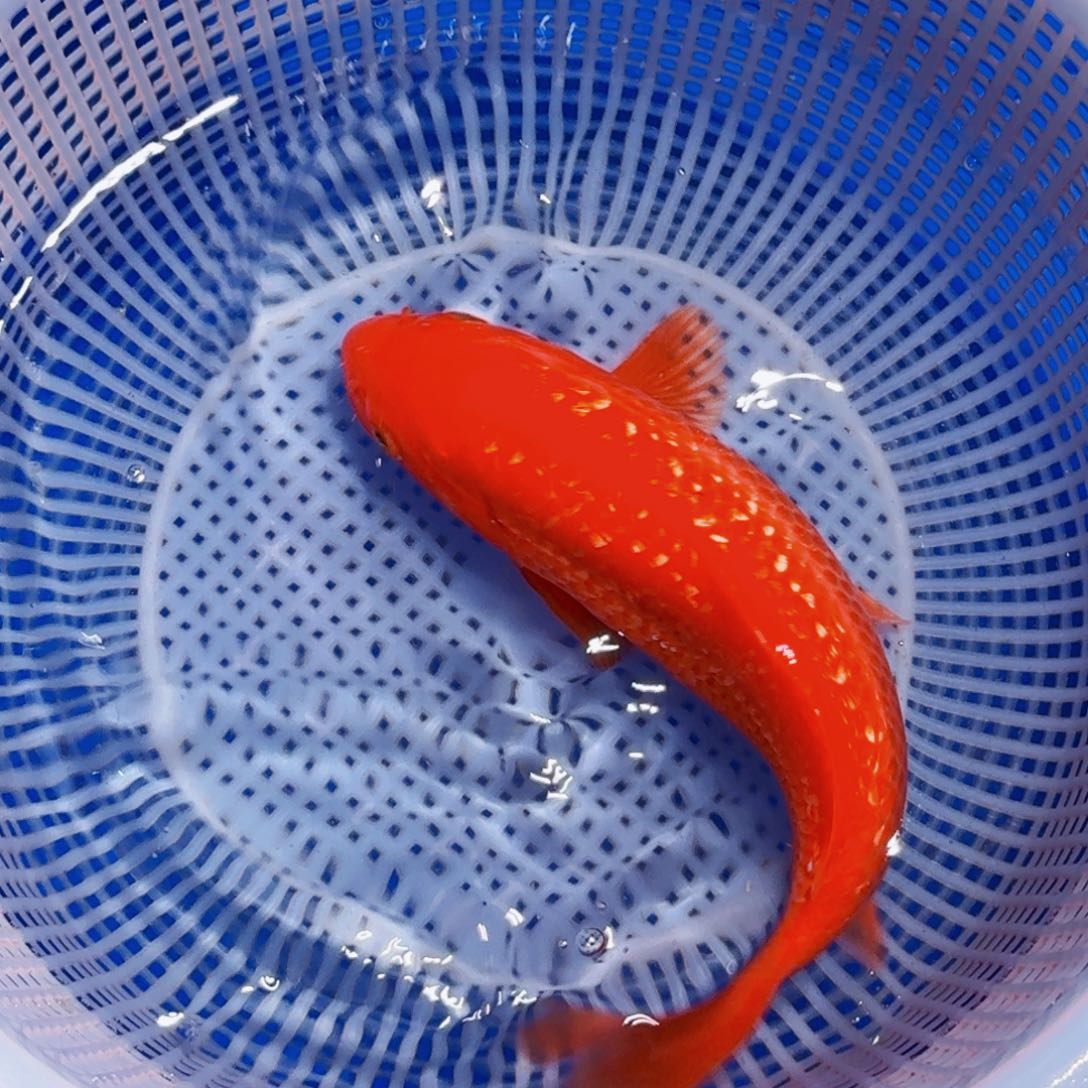 锦鲤精品甄选血统锦鲤