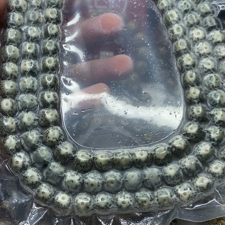 飘***头手串星月菩提11大眼睛佛珠