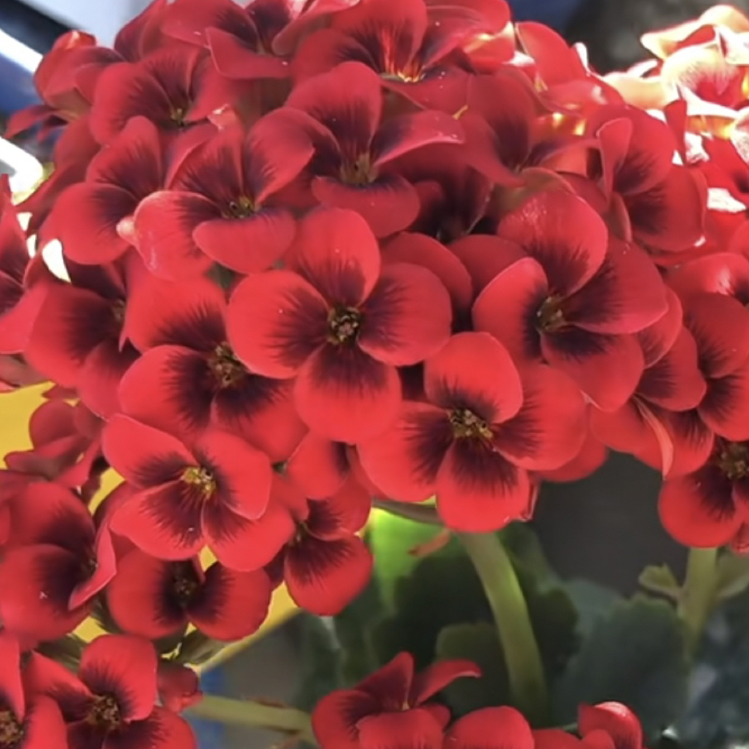 『红猫』110盆单瓣红色长寿花玻璃纤维