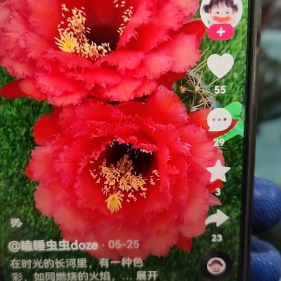 仙人球毛花柱天狼星侧芽