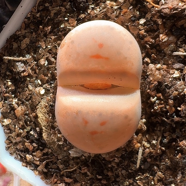 生石花1111111。   365