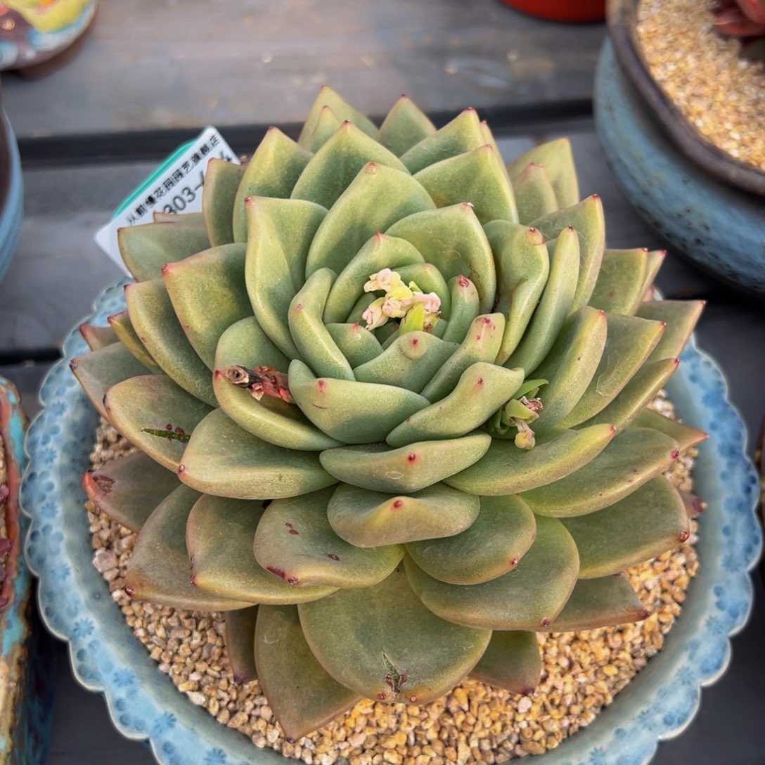 从前慢多肉精选编号0303.444