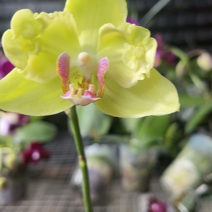 当前无花栽培后可以开花绿如意变异