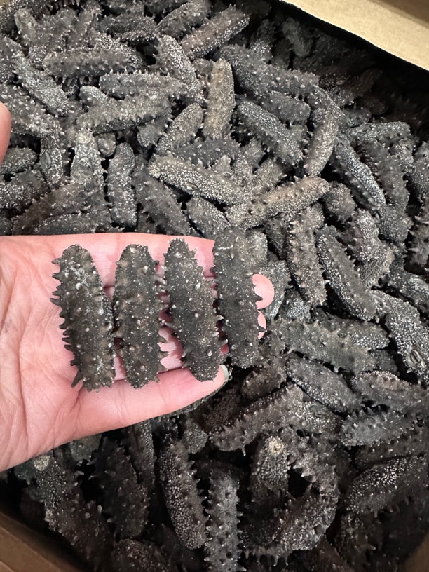 国标纯淡干海参顺丰包邮