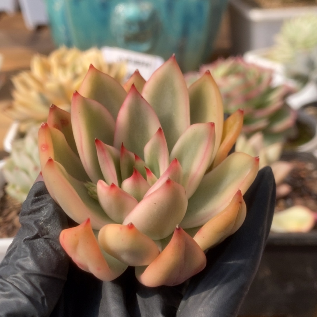 095东云杂头盖锦锦锦锦锦