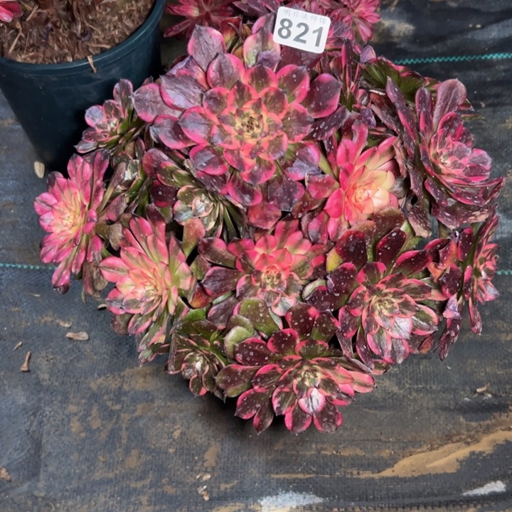 烟花821多肉法师一物一拍