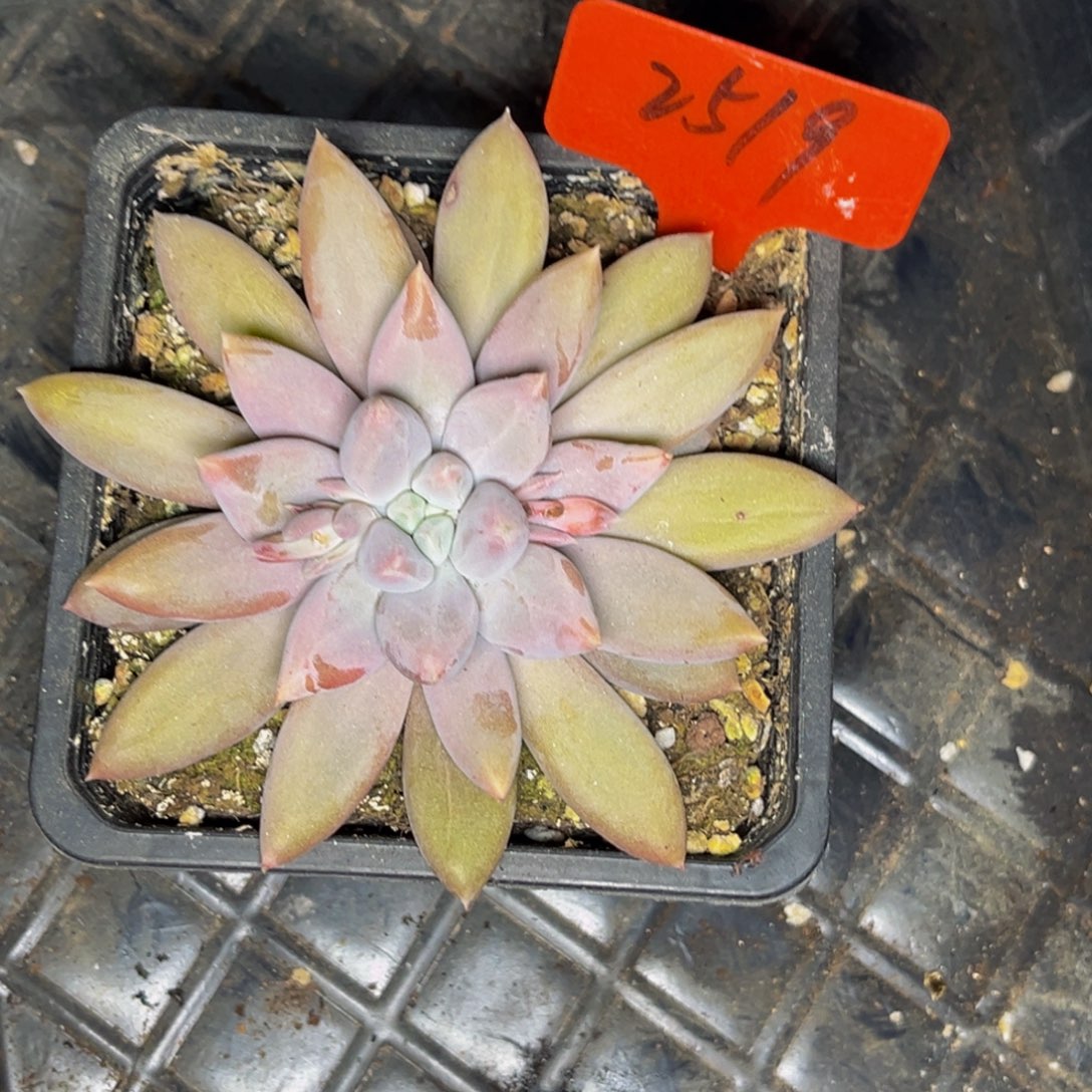 2519号晚上多肉植物群生多肉植物