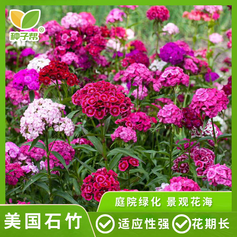 美国石竹种子须苞石竹种籽多年生宿根喜阳耐寒庭院景观花海花卉