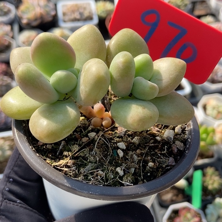 970芒果奶多肉植物保护