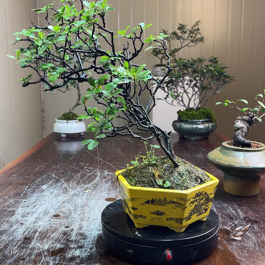 凯***越当前无花朵，栽培后可花朵