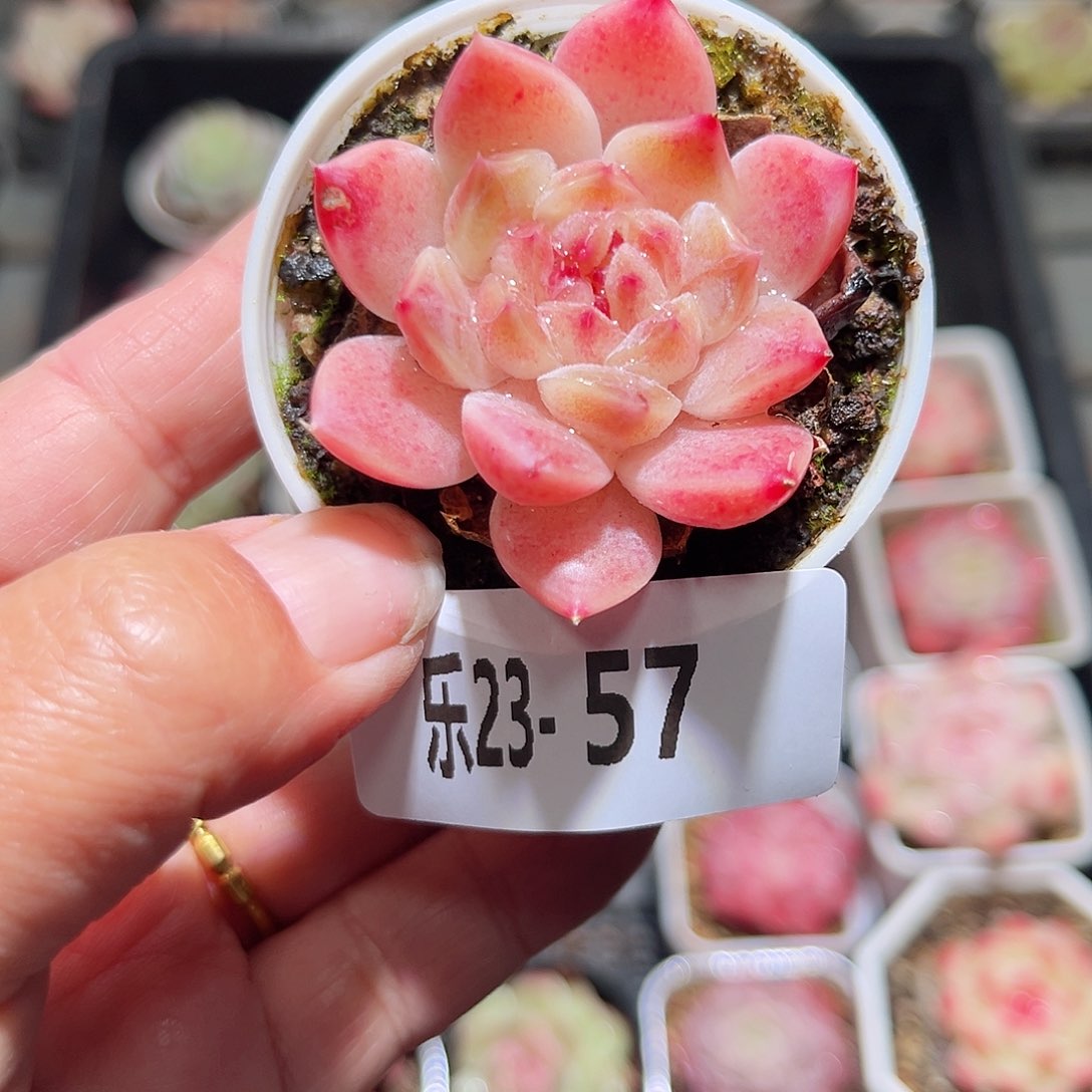 乐23-57秘境冰魄