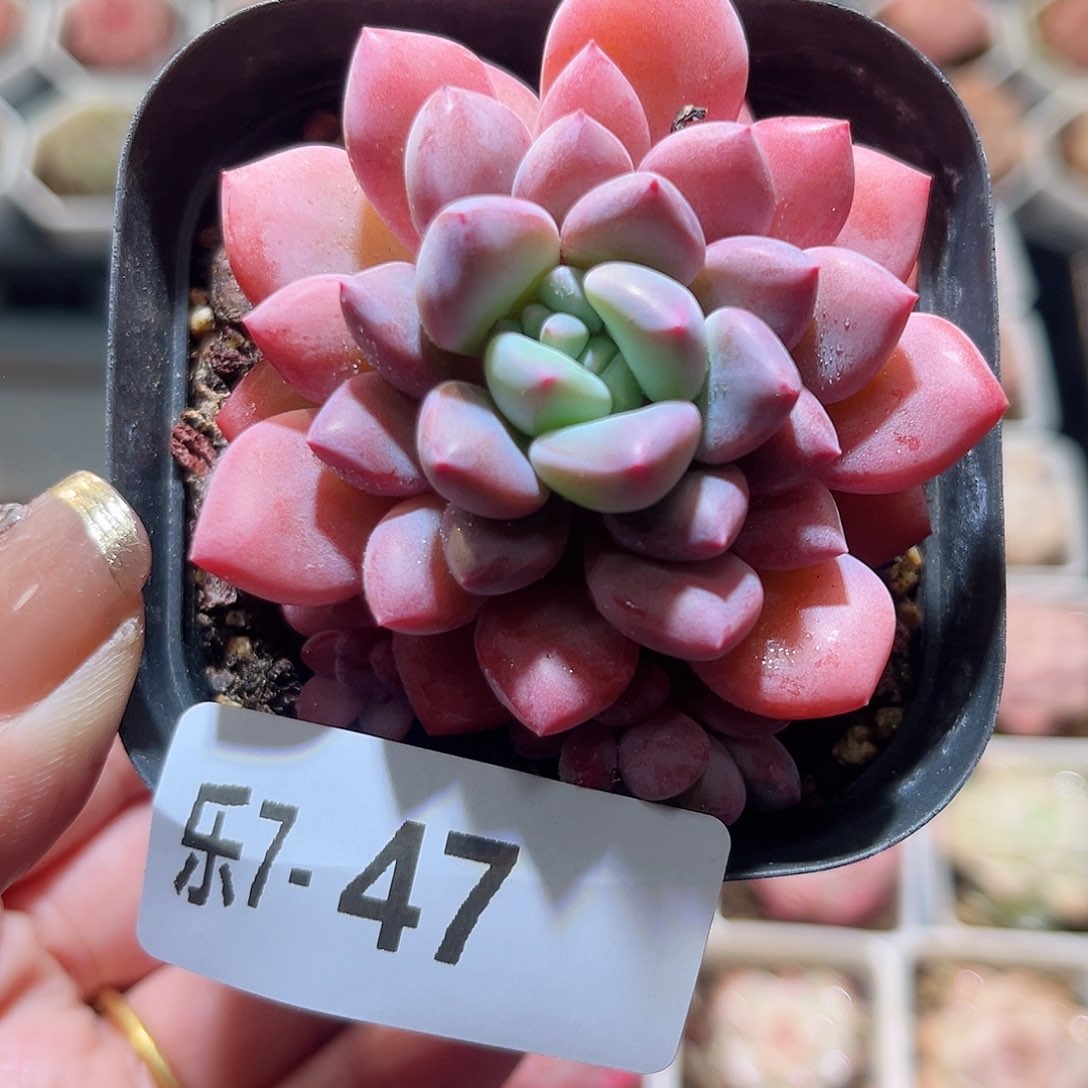 乐6-47 冰彤单头